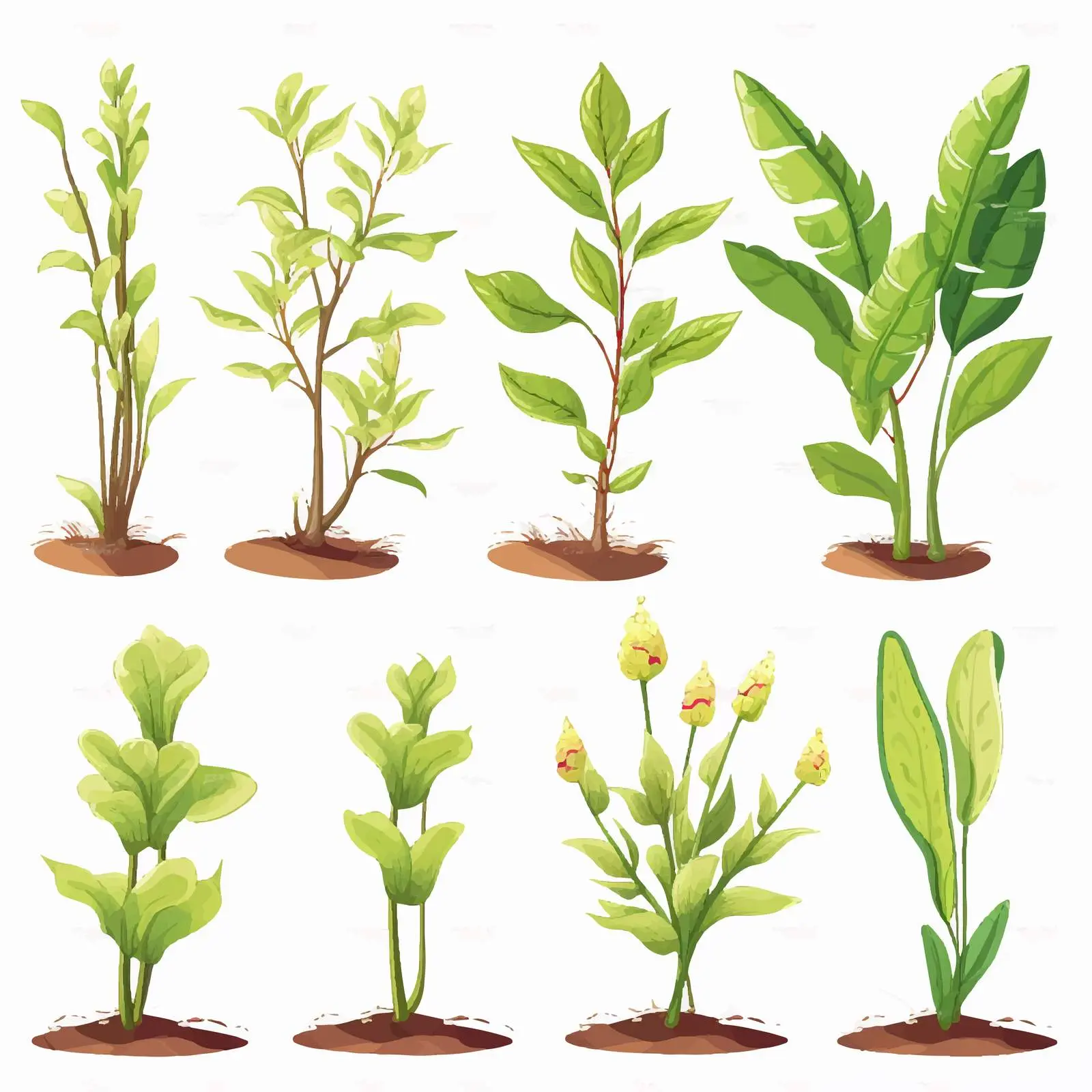Illustration of Plant Growth Stages Diagram — free download from Dotvec