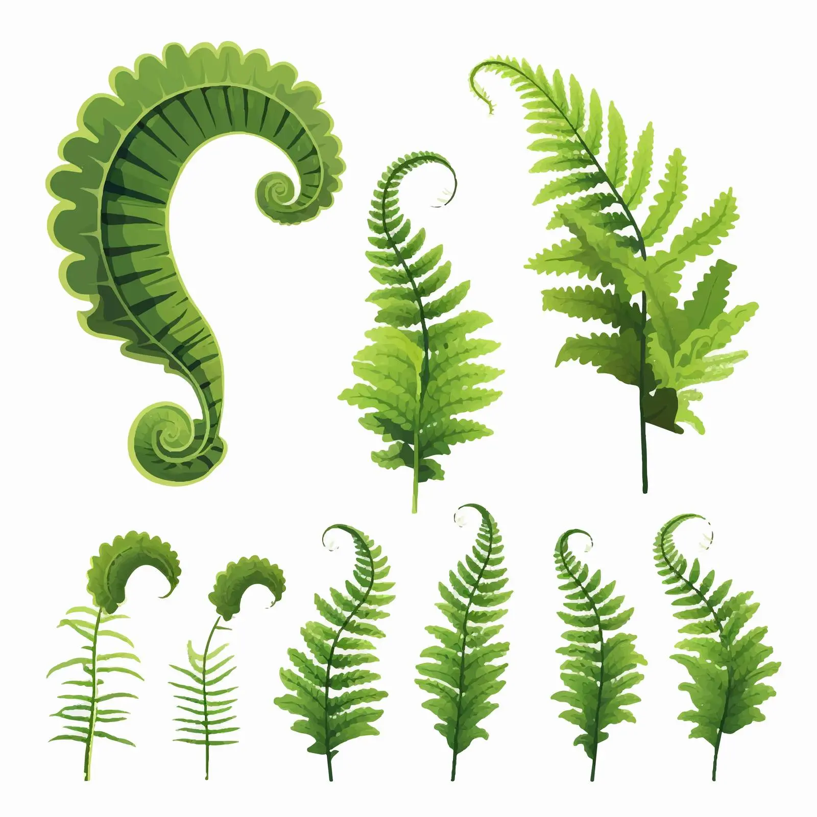 Fern Life Cycle Diagram and Illustration — free download from Dotvec