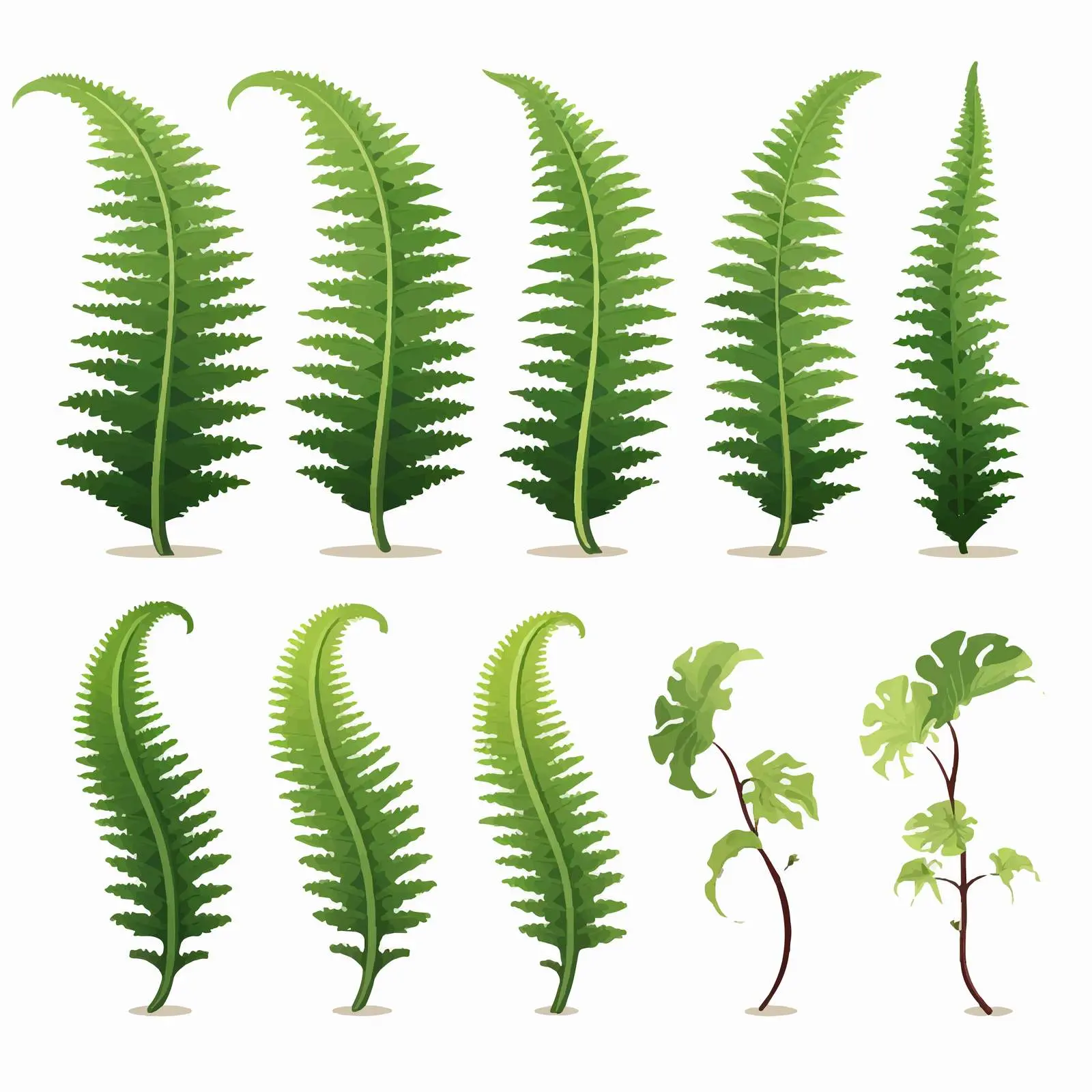 Fern Life Cycle Diagram Vector Illustration — free download from Dotvec