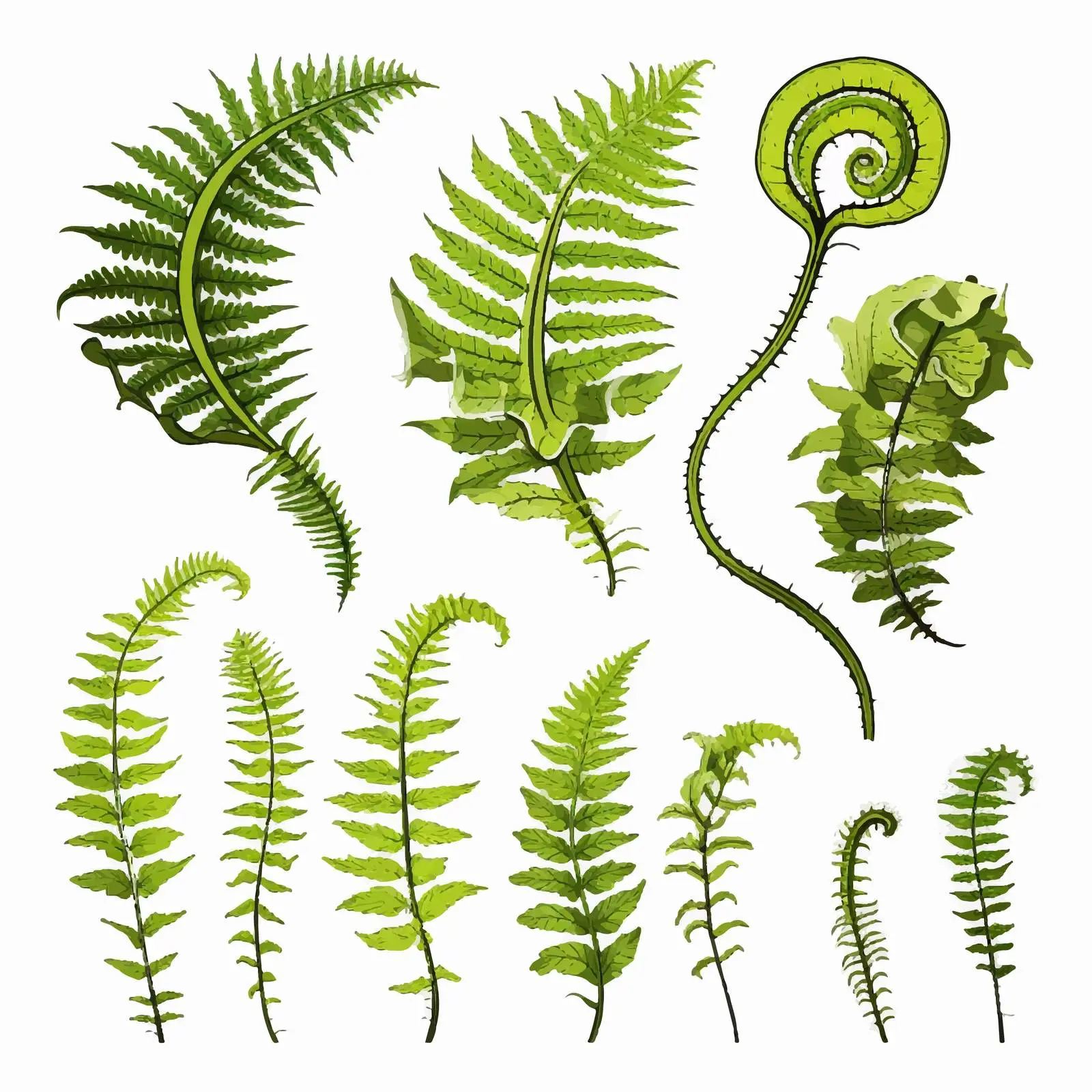 Fern Life Cycle Diagram Illustration Vector — free download from Dotvec