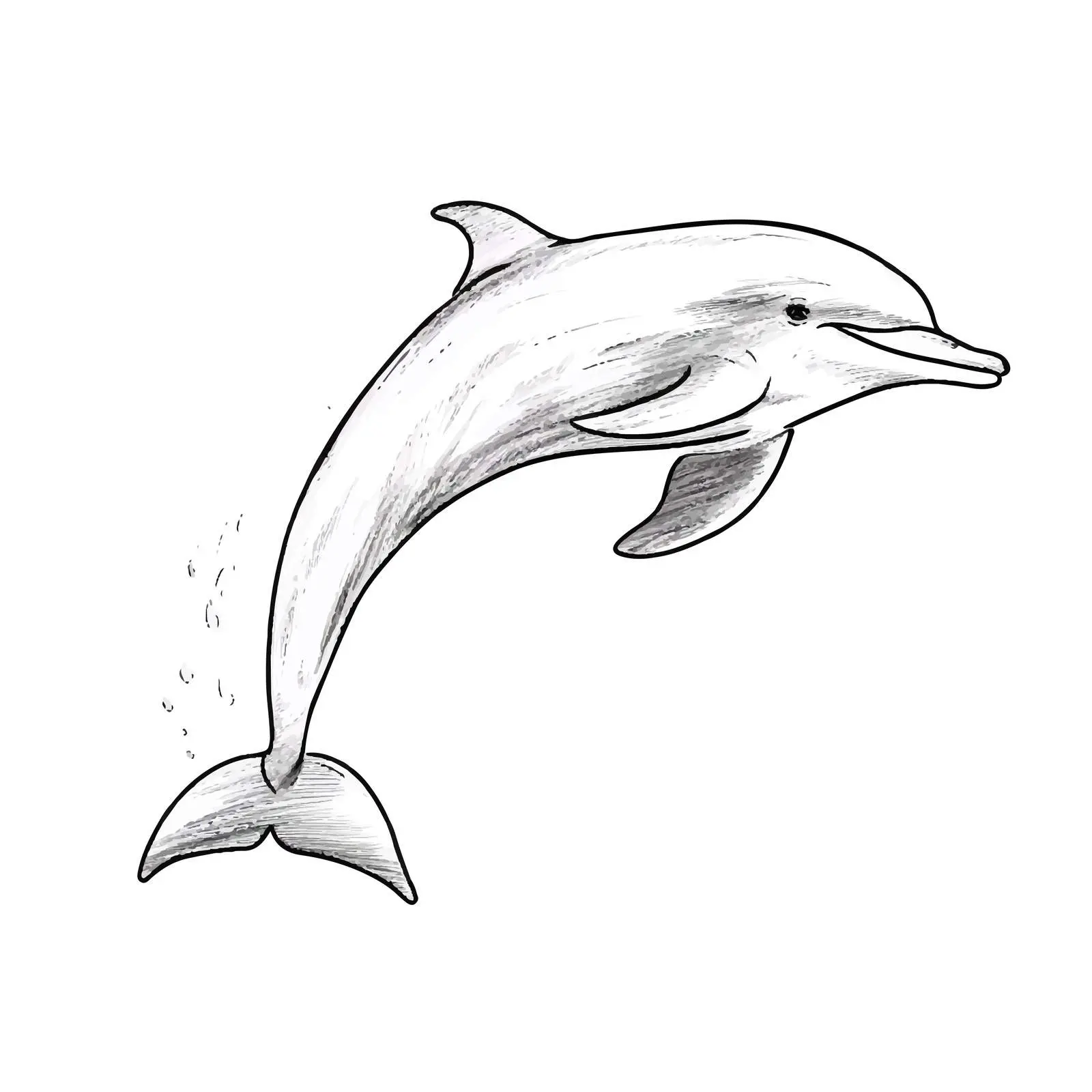 Cartoon Dolphin Vector Illustration Sketch — free download from Dotvec