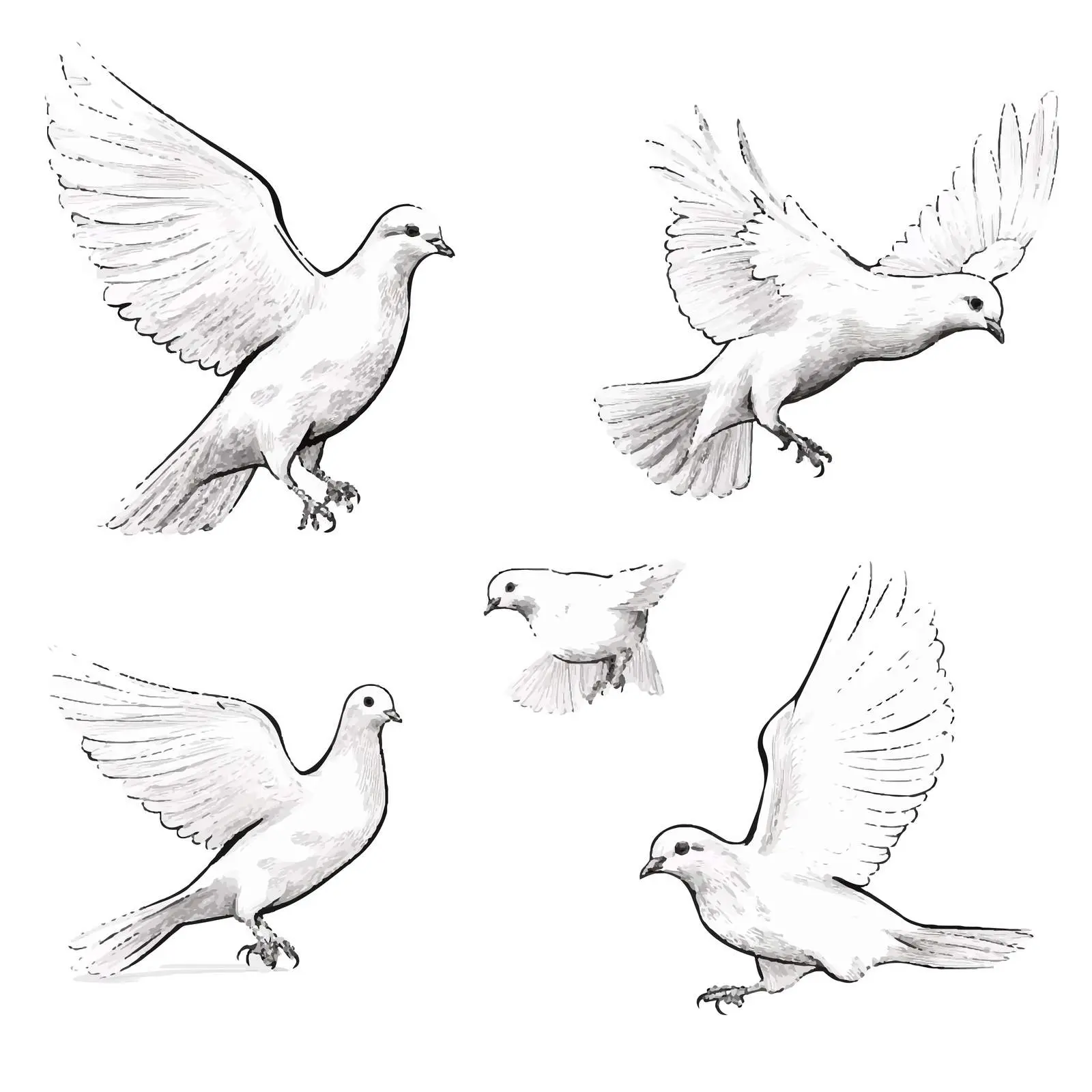 Cartoon Doves Sketch Vector on White Background — free download from Dotvec