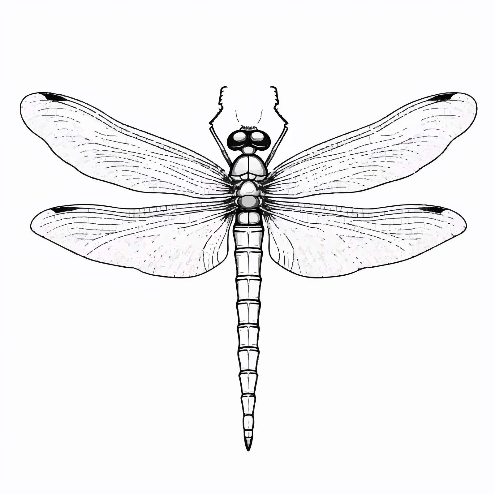 Dragonfly Outline Vector Illustration on White Background — free download from Dotvec