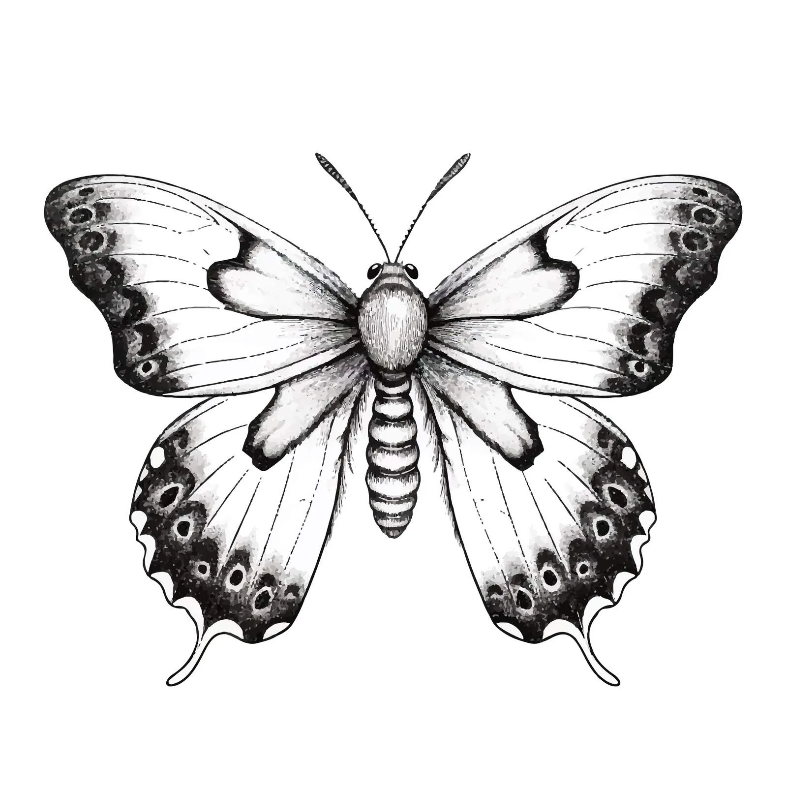 Vintage Outlined Butterfly and Moth Sketch — free download from Dotvec