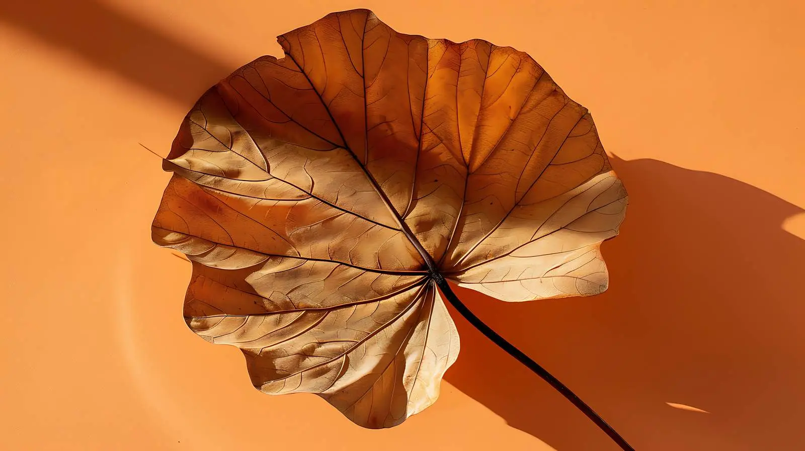 Dried Fan Leaf with Sunlight Shadows – free isolation image from Dotvec