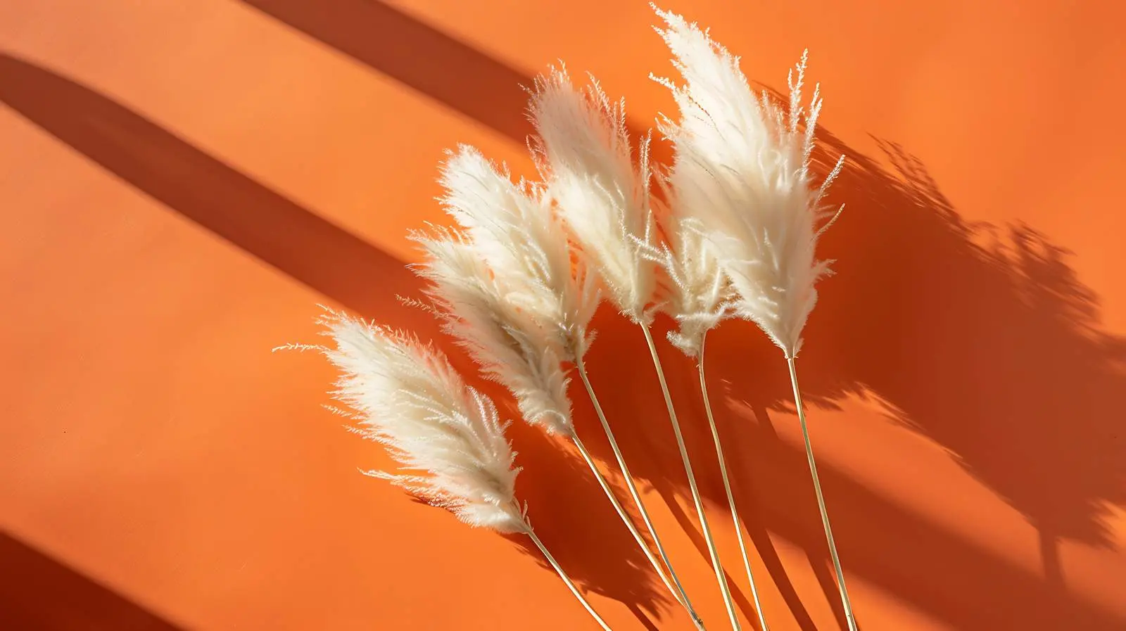 Dried Fluffy Rabbit Tail Grass in Sunlight — free download from Dotvec