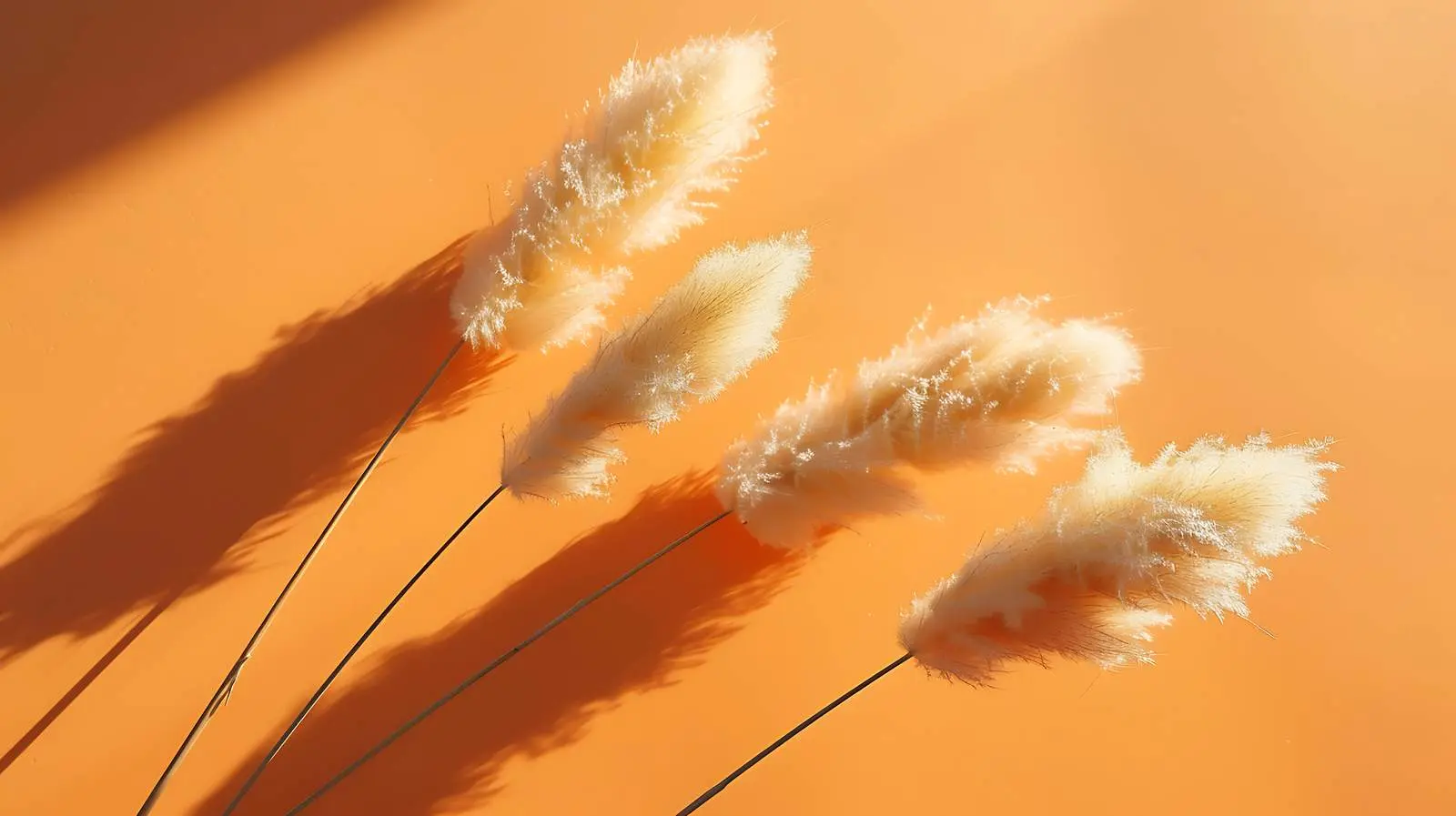 Dried Fluffy Rabbit Tail Grass with Sunlight – free ecology image from Dotvec