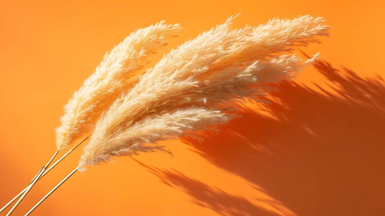 Dried Fluffy Rabbit Tail Grass in Sunlight — free download from Dotvec