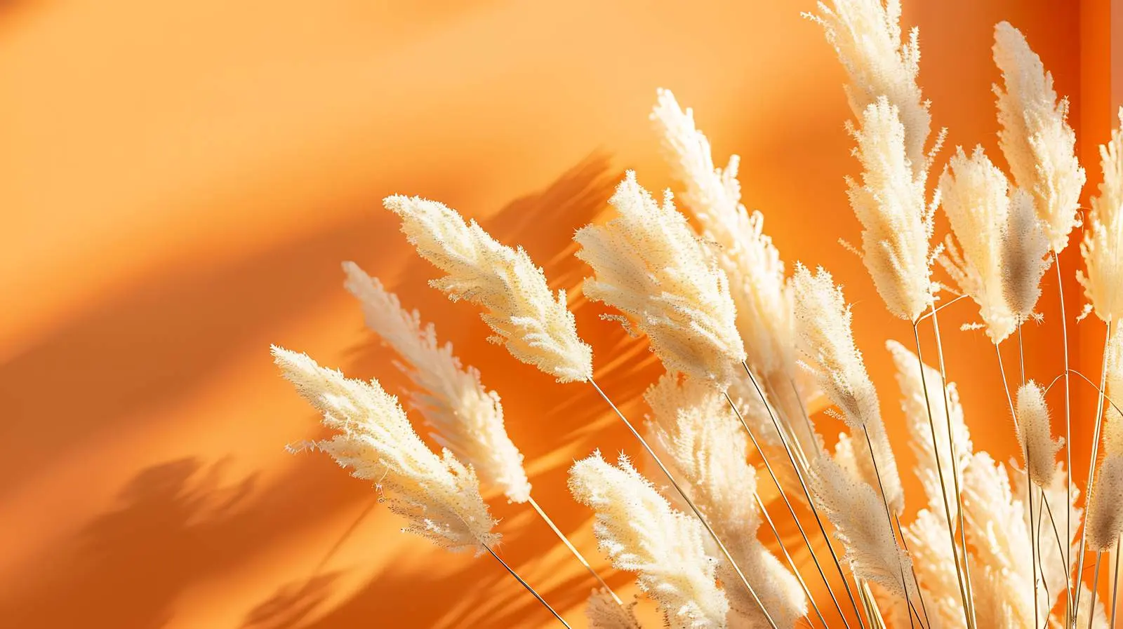 Dried Fluffy Rabbit Tail Grass in Sunlight – free kiss image from Dotvec