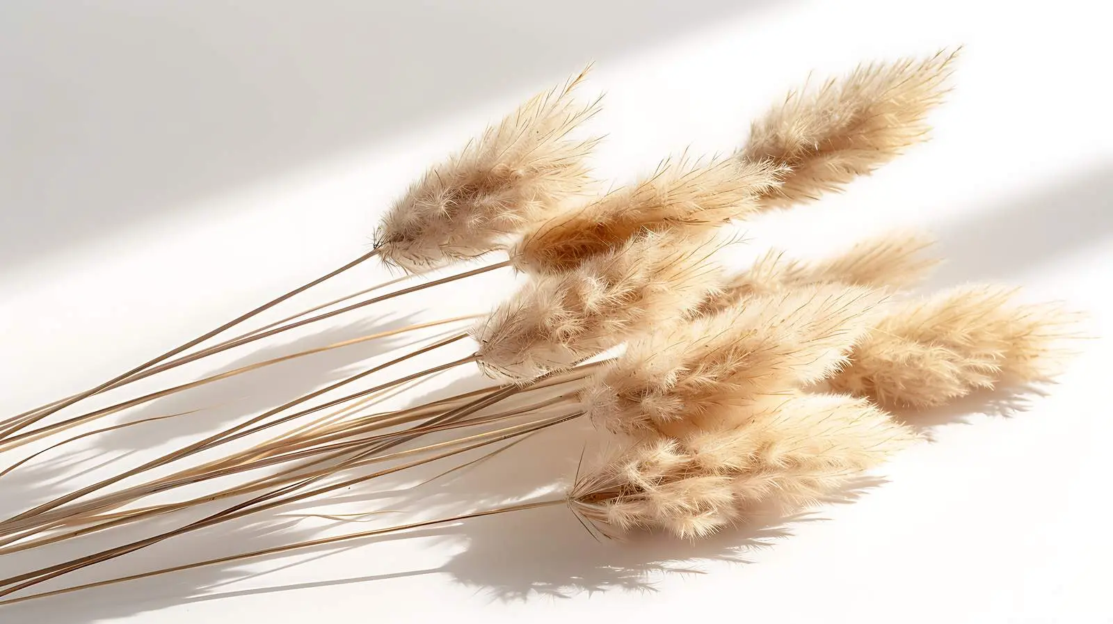 Dried Fluffy Rabbit Tail Grass in Sunlight – free habitat image from Dotvec