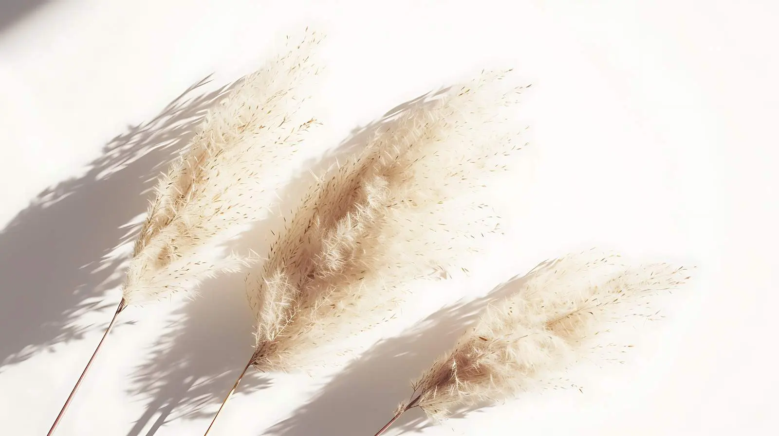 Dried Rabbit Tail Grass in Sunlit Shadows — free download from Dotvec
