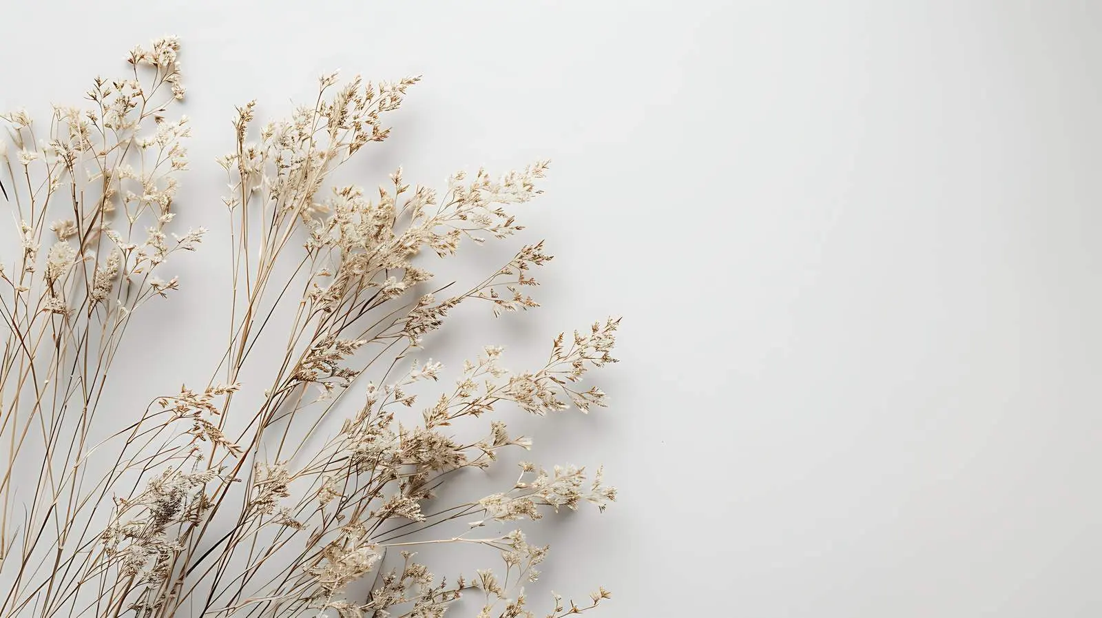 Dried Grass Against White Wall for Home Decor – free home aesthetics image from Dotvec