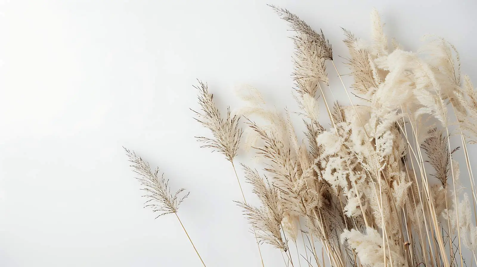 Dried Grass Home Decor Over White Wall – free avian image from Dotvec