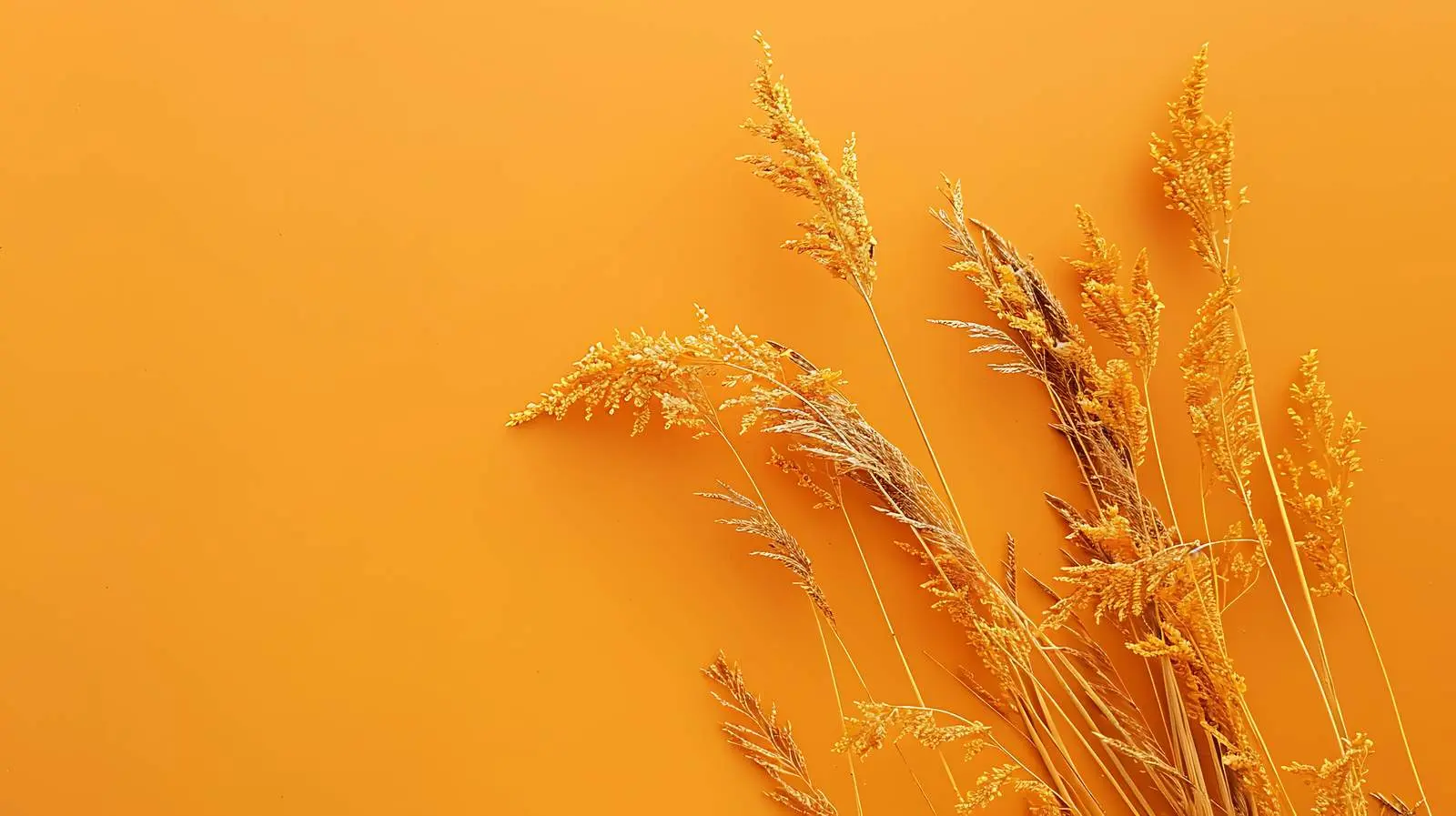 Dried Grass Stalks on Vibrant Orange Background — free download from Dotvec