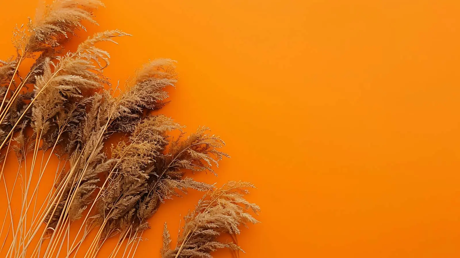 Dried Grass Stalks on Orange Background — free download from Dotvec