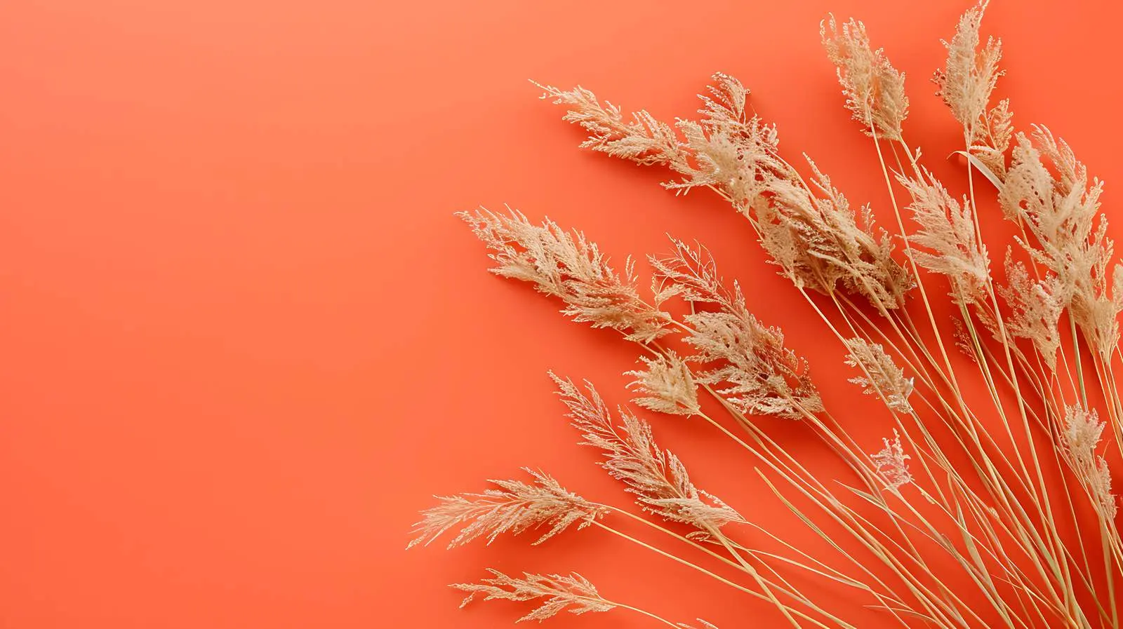 Dried Grass Stalks on Orange Background — free download from Dotvec