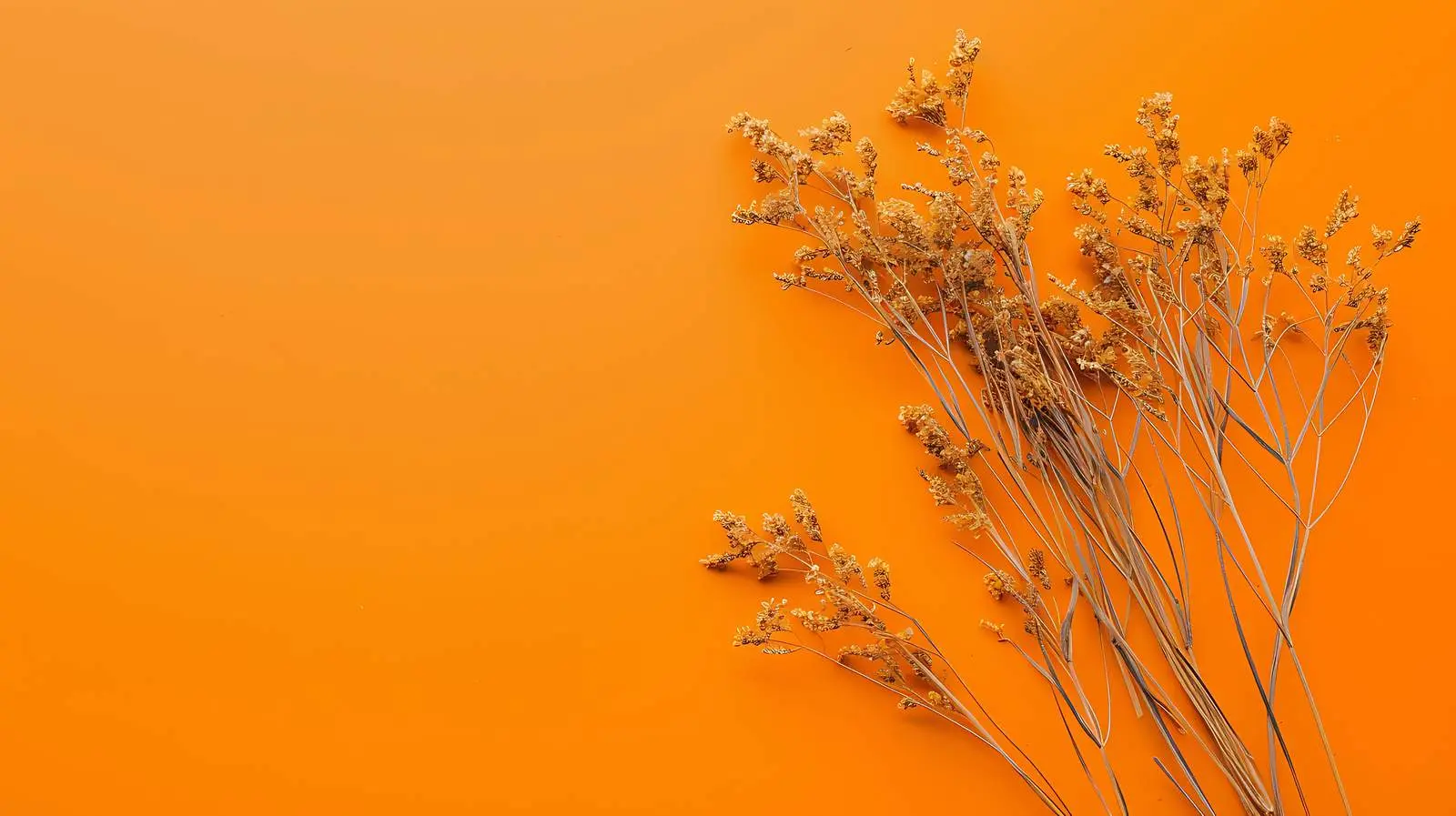 Dried Grass Stalks on Orange Background — free download from Dotvec