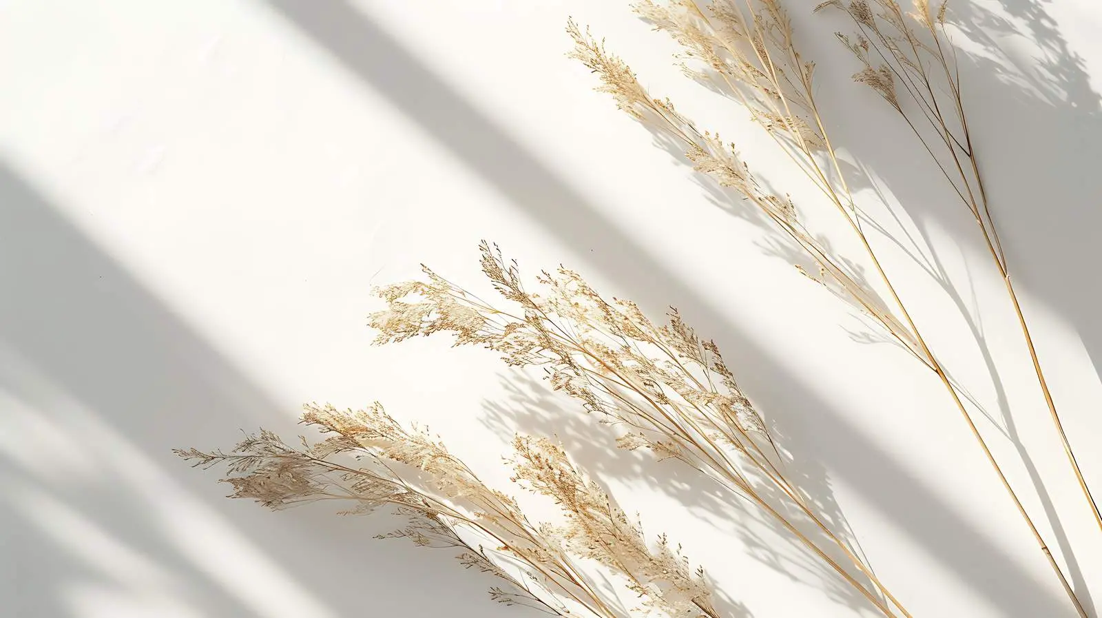 Dried Grass Stem and Sunlight Shadows — free download from Dotvec