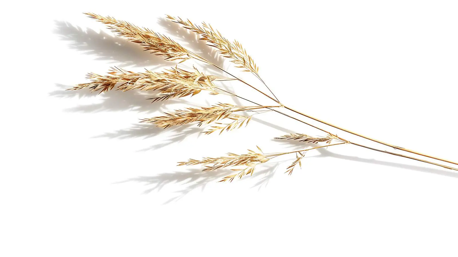 Dried Grass Stem with Sunlight Shadows — free download from Dotvec