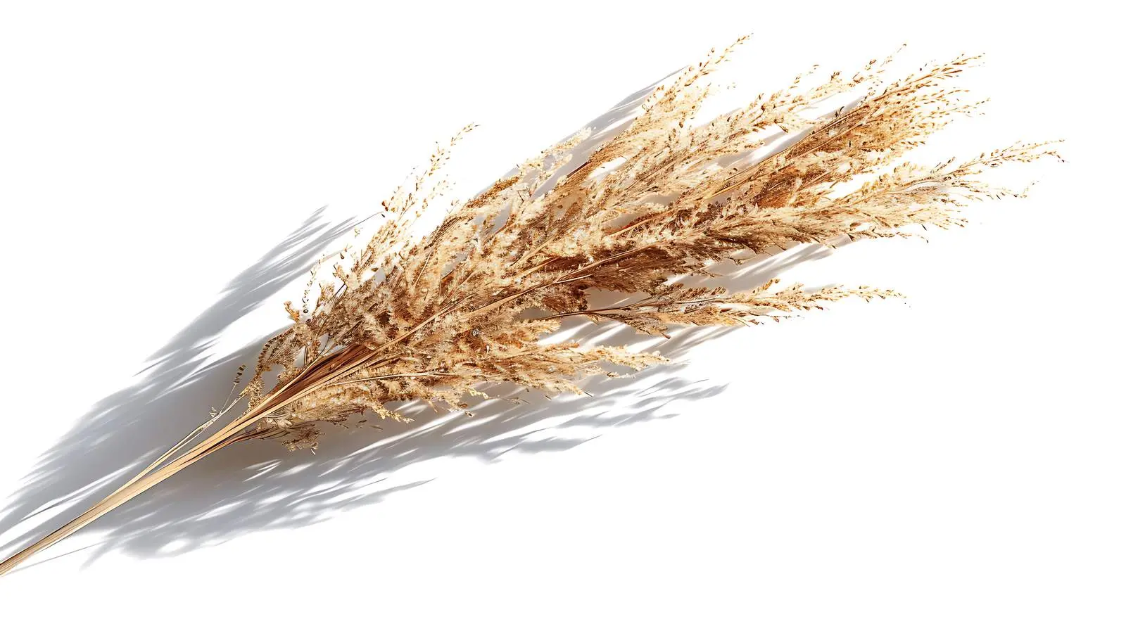 Dried Grass Stem with Sunlight and Shadows — free download from Dotvec