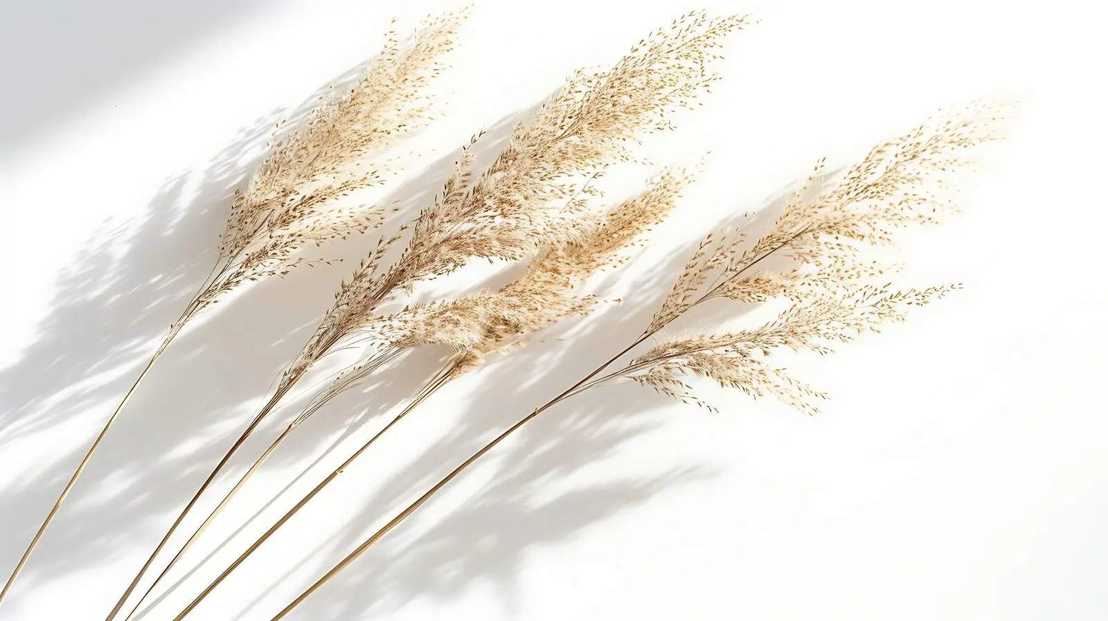 Dried Grass Stem with Sunlight Shadows — free download from Dotvec