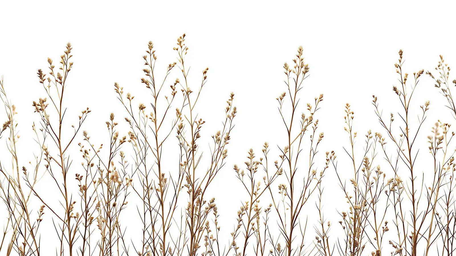 Dried Grass Stems Pattern Isolated on Dark Background — free download from Dotvec