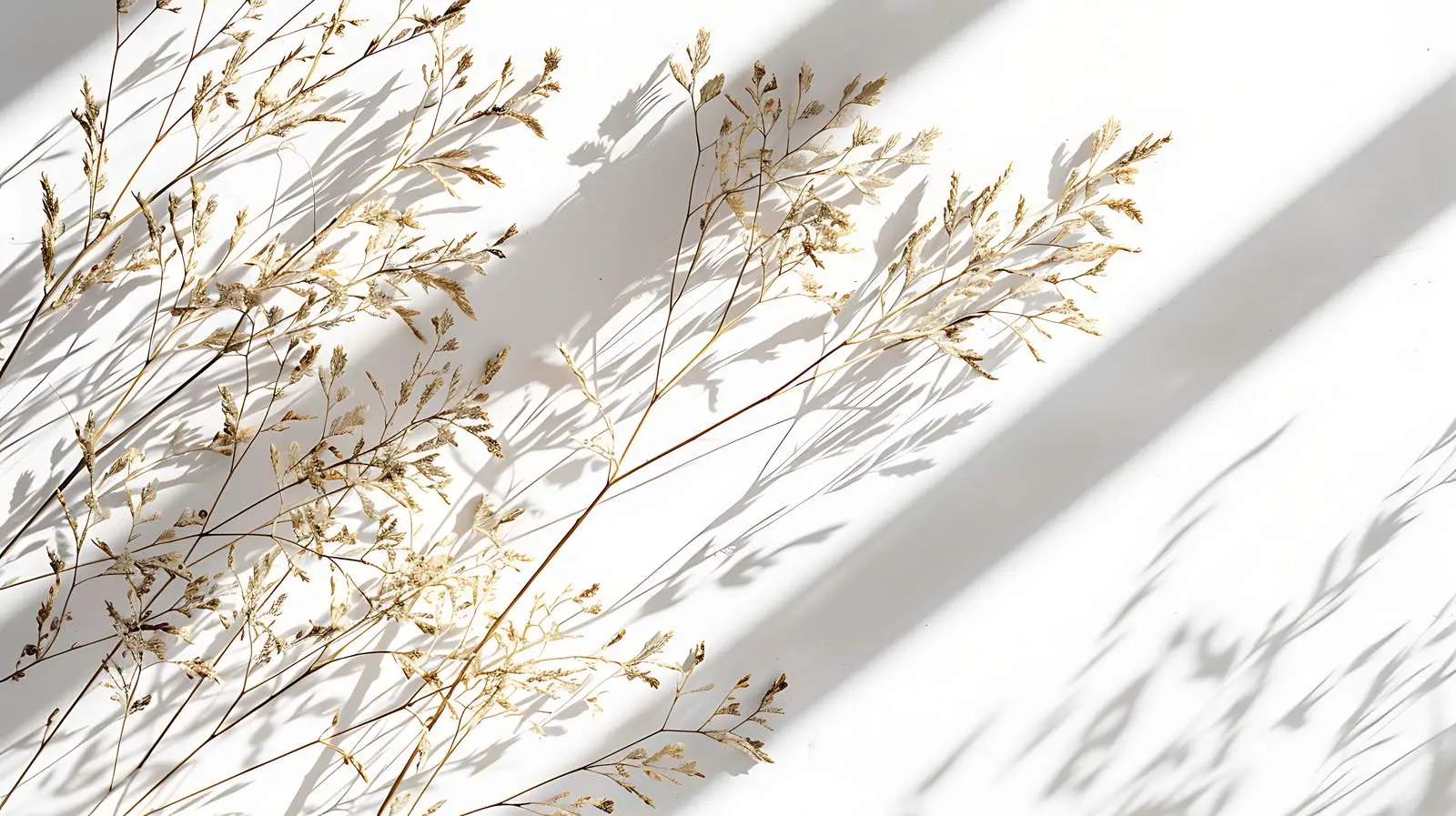 Dried Grass Stems Pattern with Sunlight Shadows — free download from Dotvec