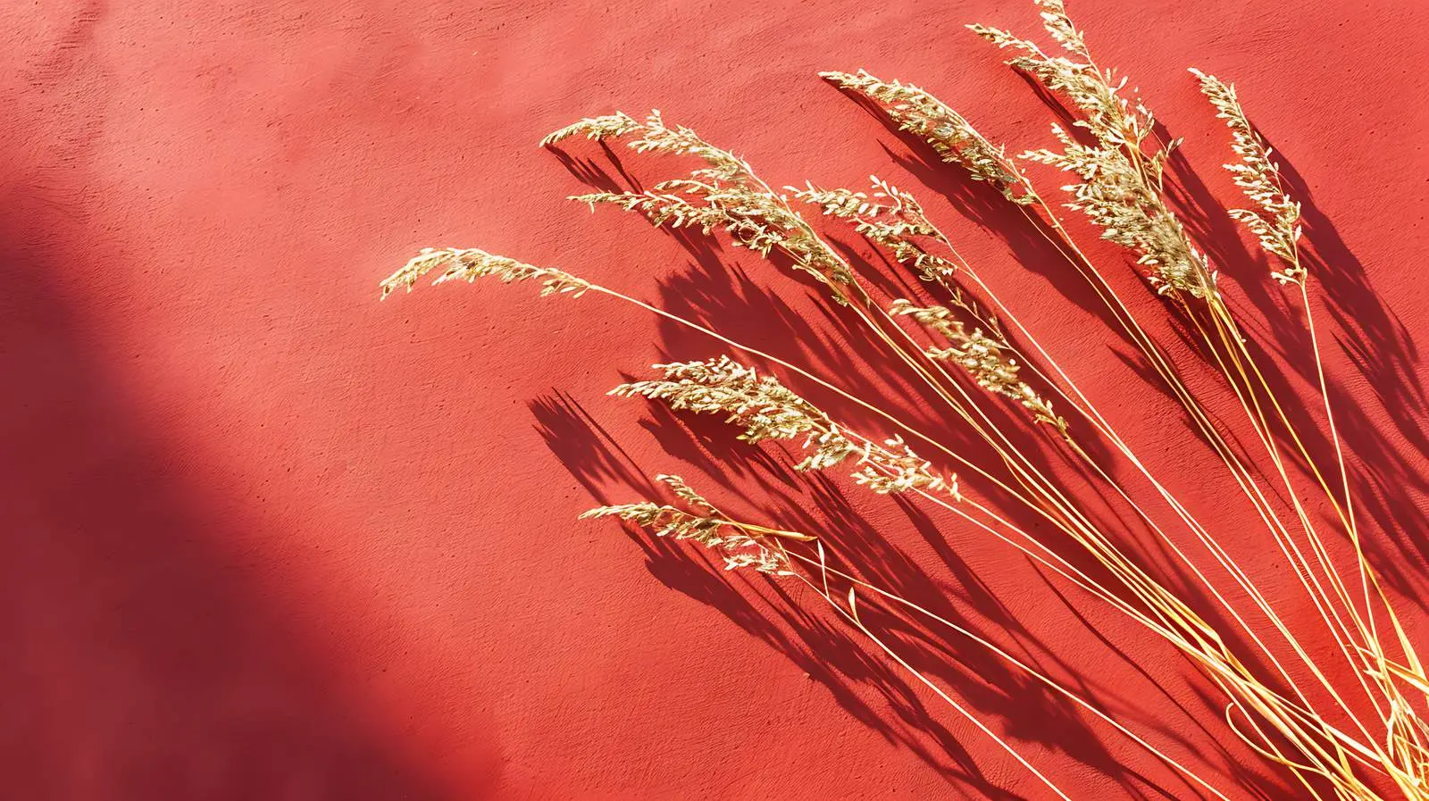 Dried Grass and Sunlight Shadows on Orange — free download from Dotvec