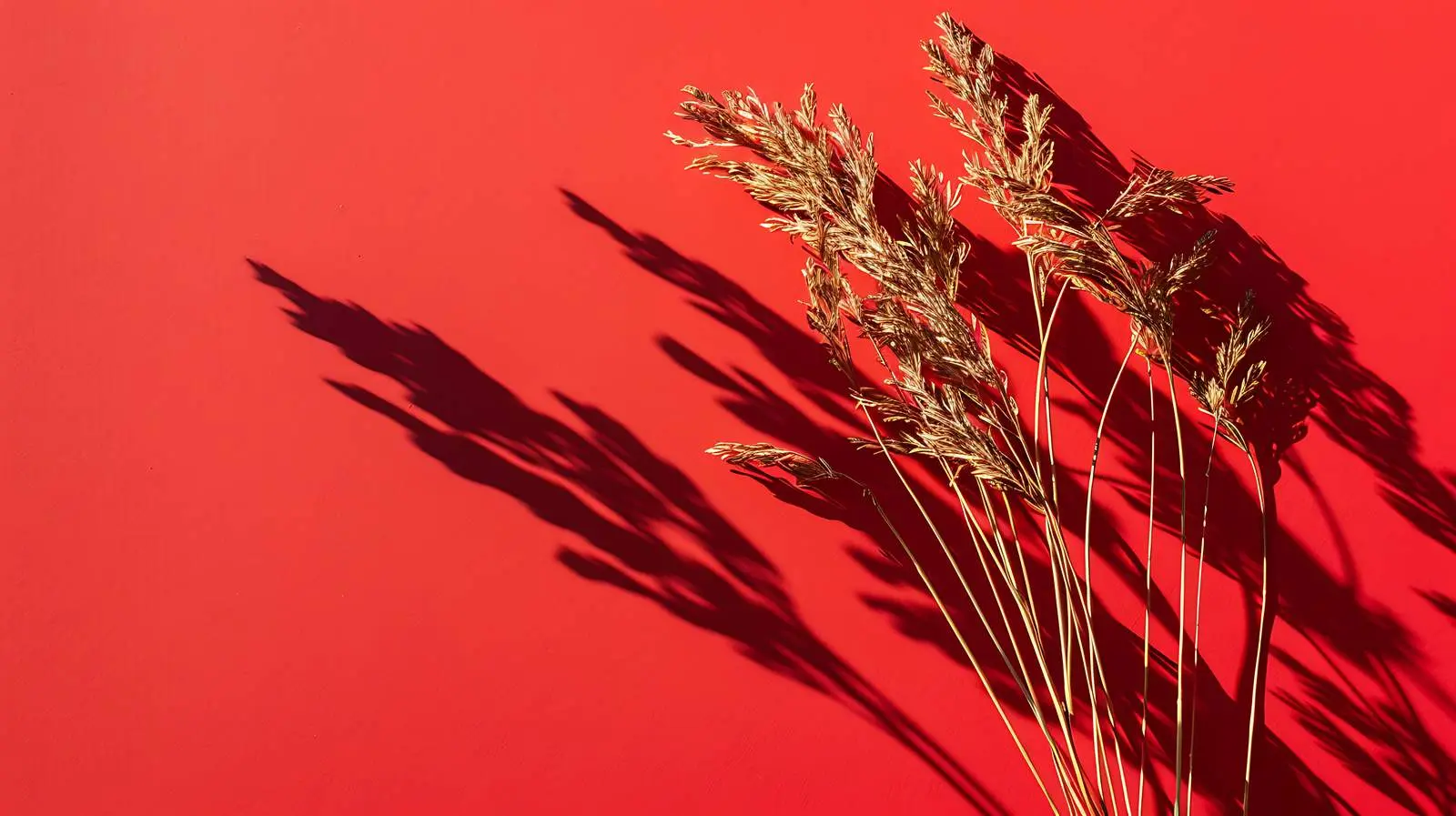 Dried Grass and Sunlight Shadows on Orange Background — free download from Dotvec