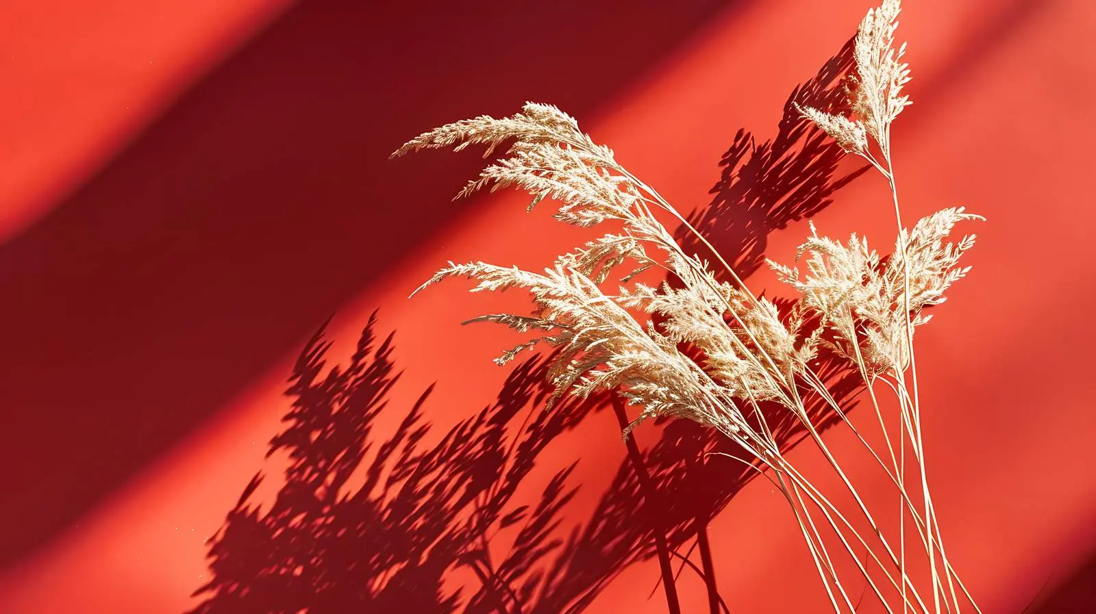 Sunlit Dried Grass with Orange Shadows — free download from Dotvec