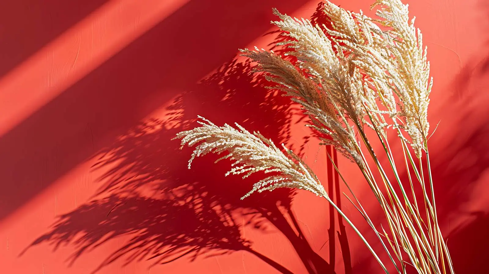 Dried Grass with Sunlight Shadows on Orange – free rays image from Dotvec