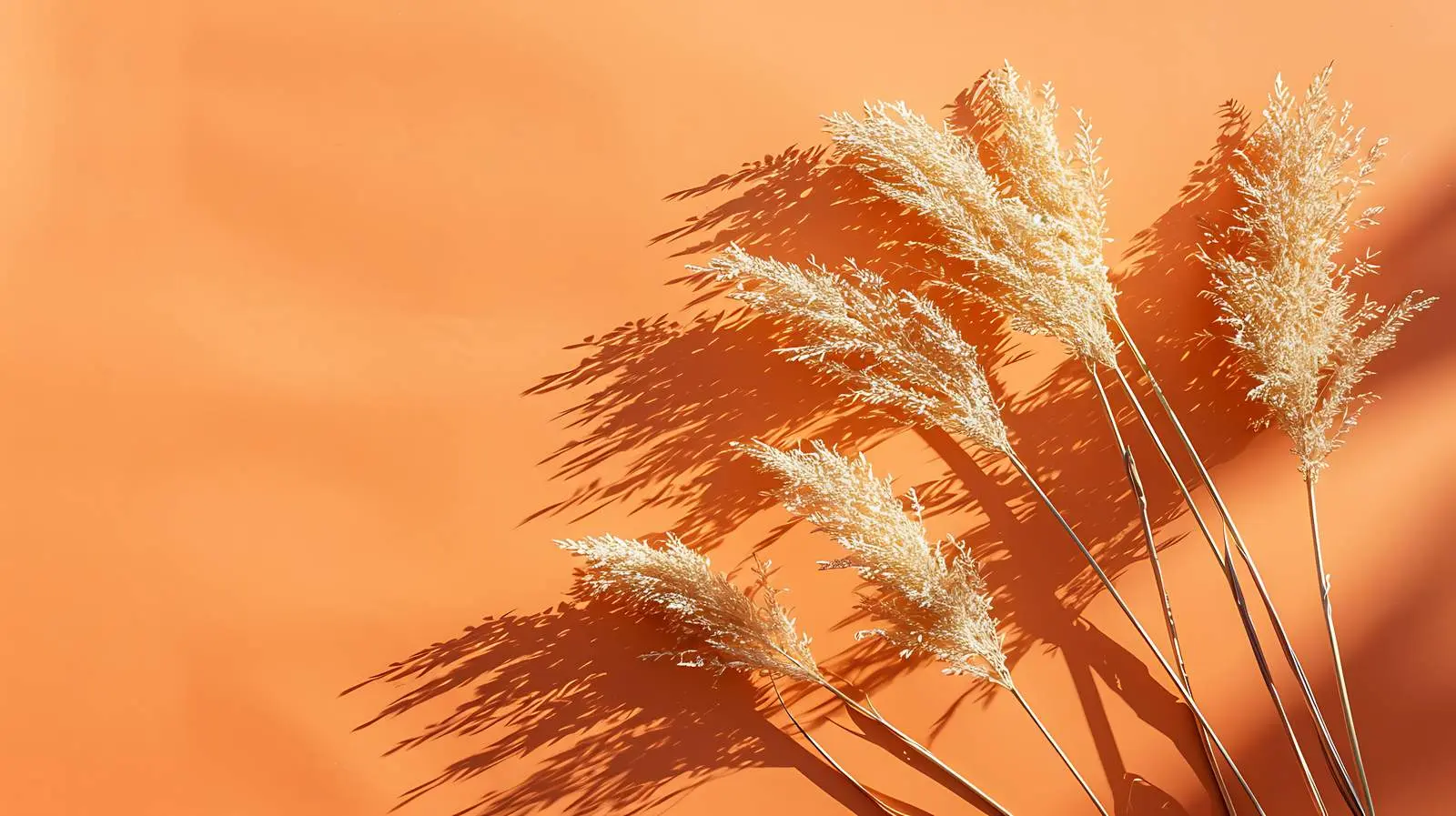 Dried Grass Shadows on Red Background — free download from Dotvec
