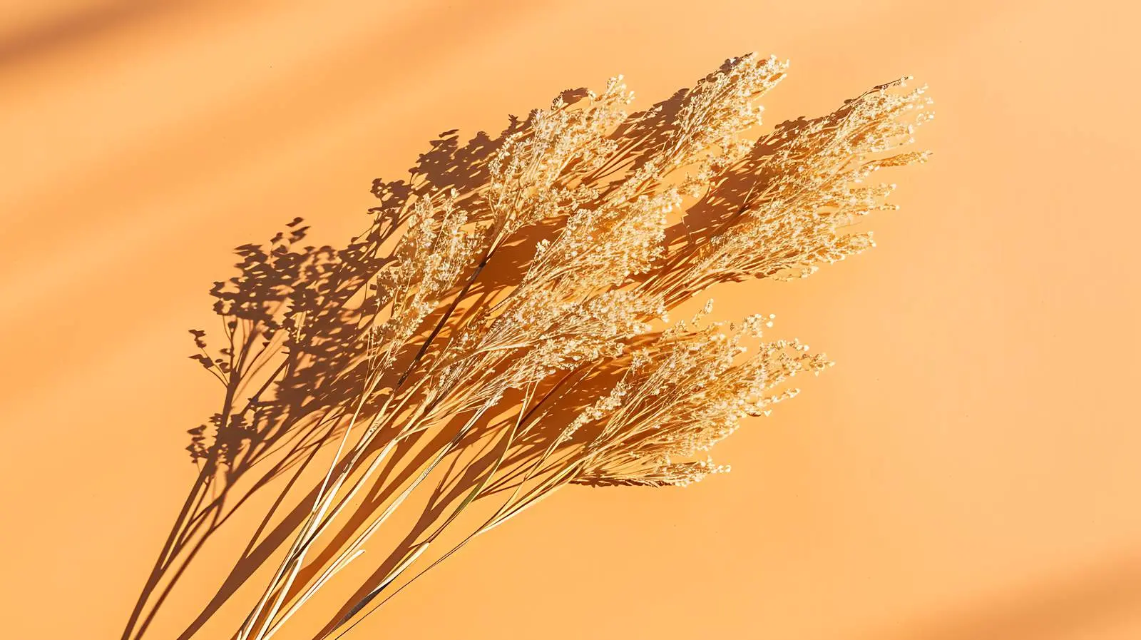 Dried Grass Shadows on Red Background — free download from Dotvec