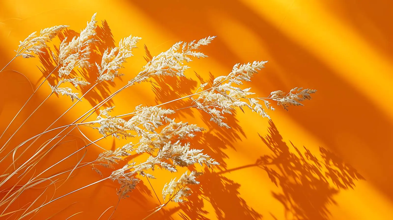 Dried Grass Shadows on Red Background — free download from Dotvec