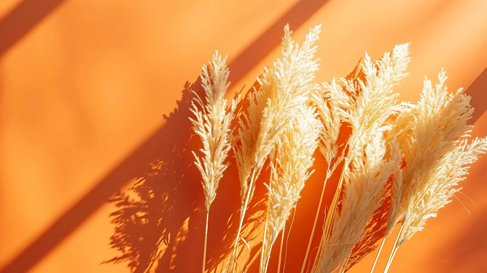 Dried Grass Shadows on Red Background – free isolation image from Dotvec