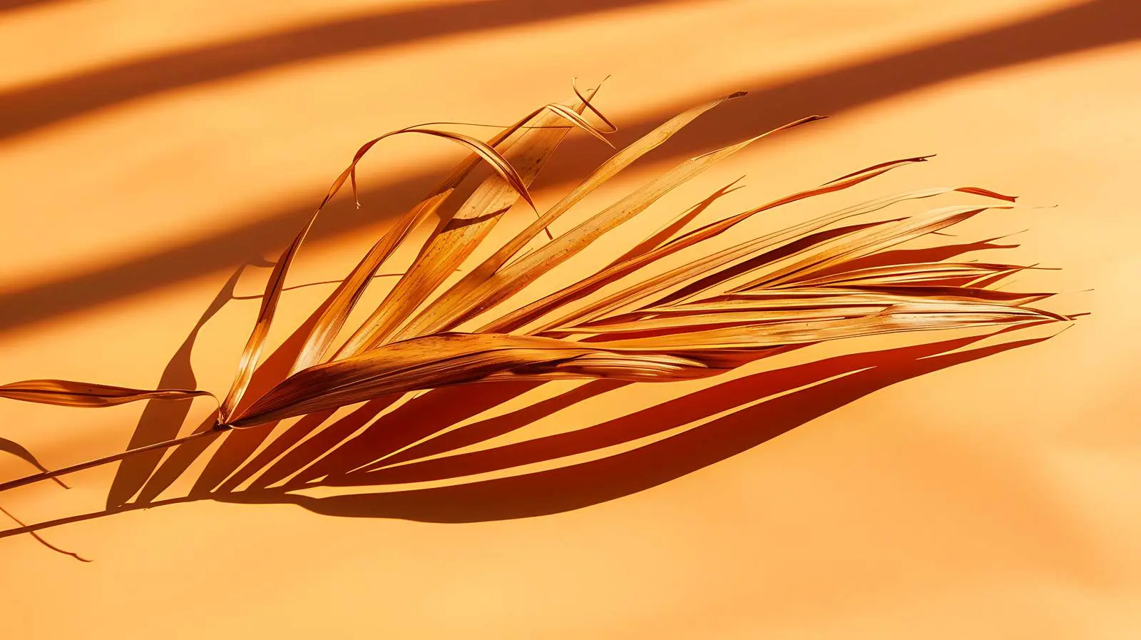 Dried Palm Leaf Stem with Sunlight Shadows – free tropical vibe image from Dotvec