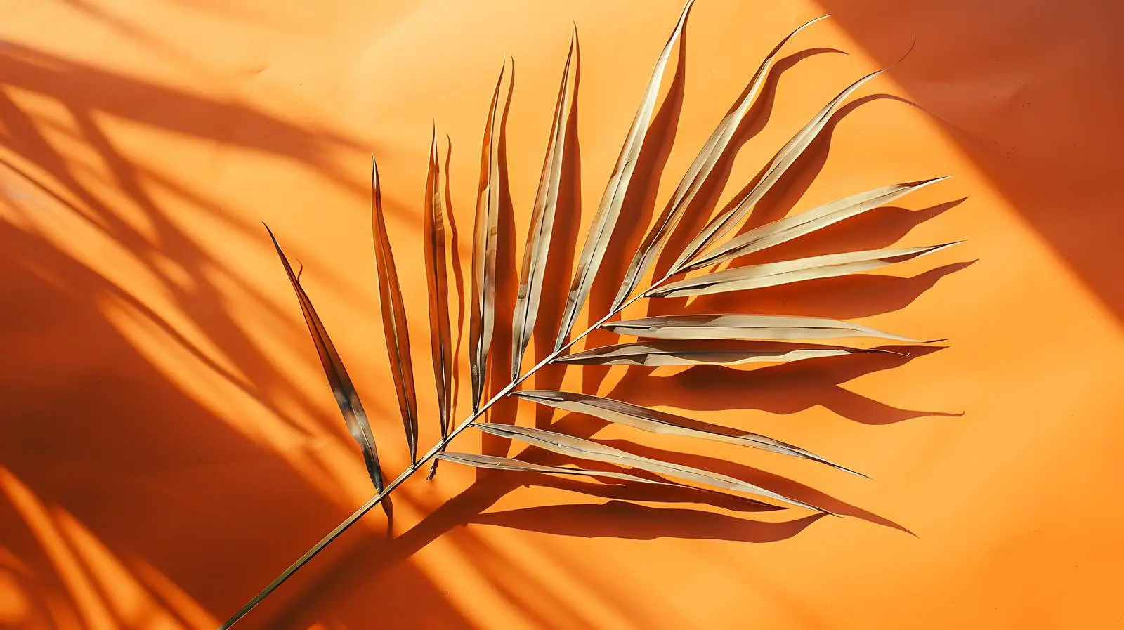 Dried Palm Leaf Stem with Sunlight Shadows – free hang image from Dotvec