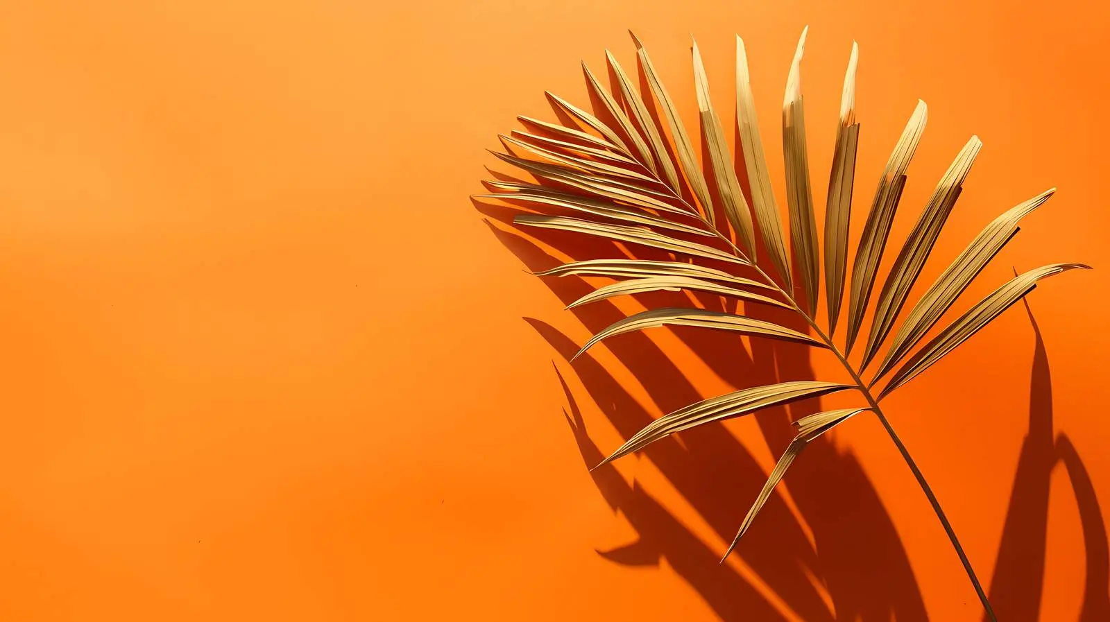 Dried Palm Leaf Stem with Sunlight Shadows – free expression image from Dotvec