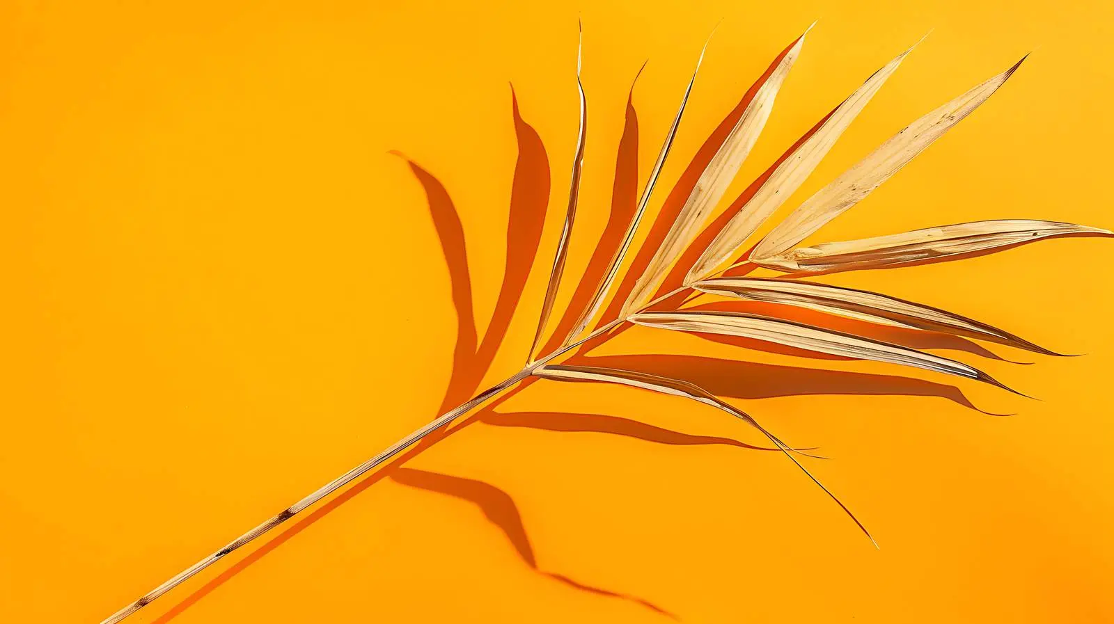 Dried Palm Leaf Stem with Sunlight Shadows – free art print image from Dotvec