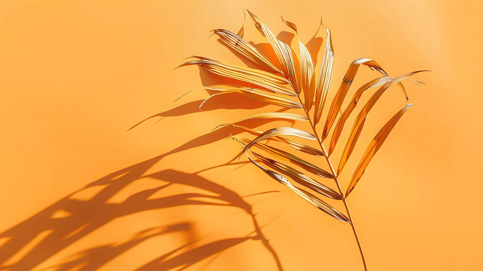 Dried Palm Leaf Stem with Sunlight Shadows — free download from Dotvec