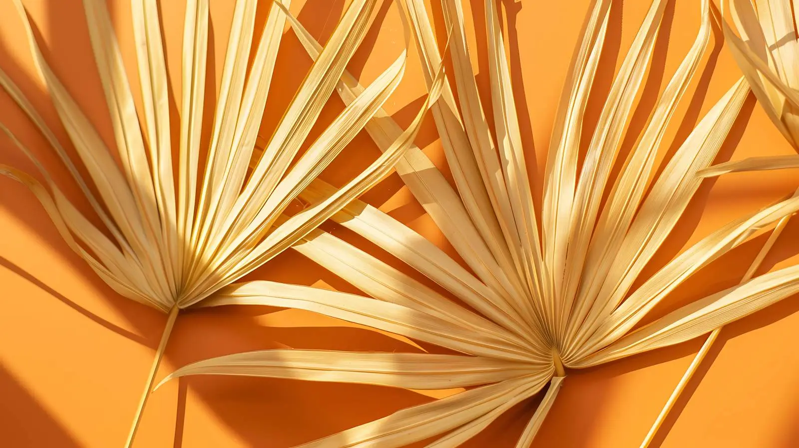 Dried Palm Leaf Stems with Sunlight Shadows — free download from Dotvec