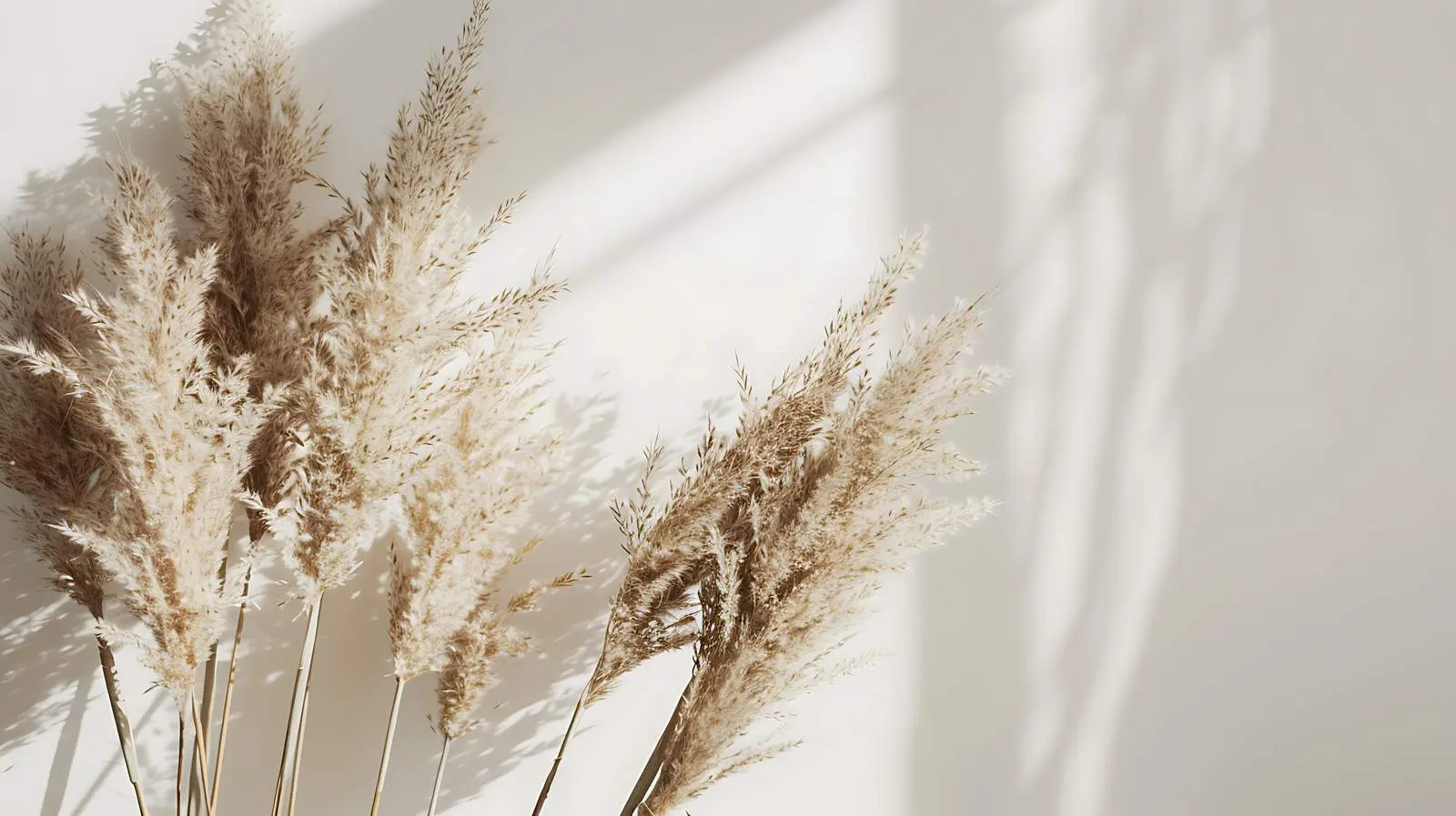 Dried Pampas Grass Bouquet in Sunlight Shadows — free download from Dotvec