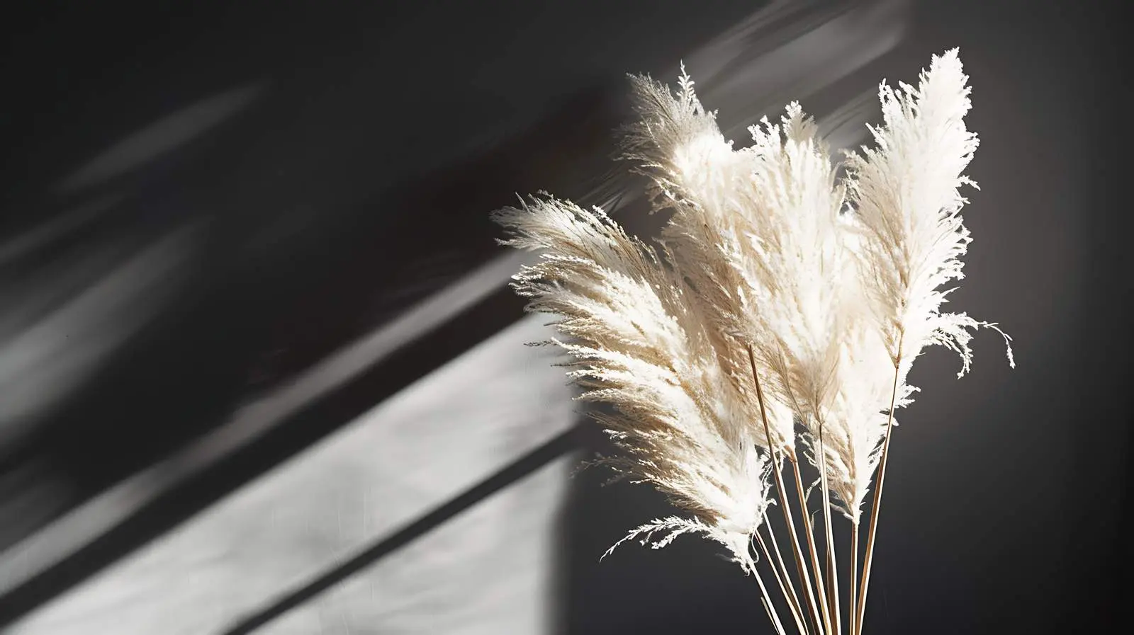 Elegant Dried Pampas Grass Bouquet on Dark Background — free download from Dotvec