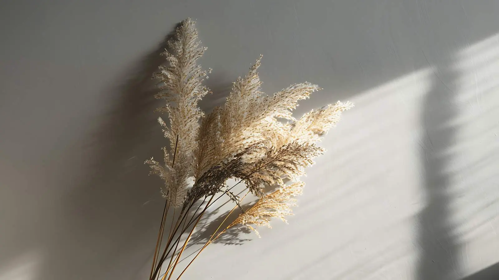 Dried Pampas Grass Bouquet on Dark Background — free download from Dotvec