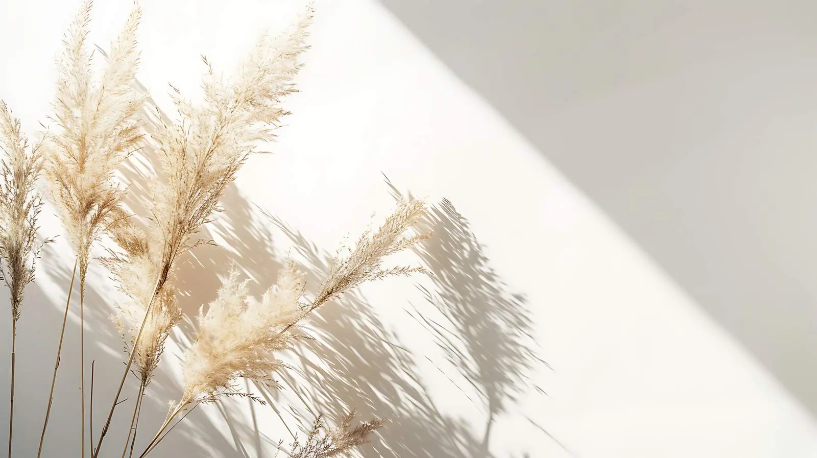 Dried Pampas Grass Bouquet with Shadow Silhouette — free download from Dotvec
