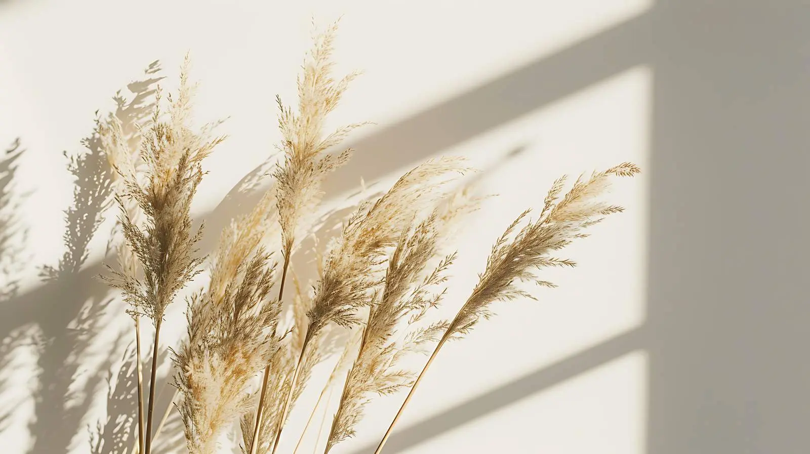 Dried Pampas Grass Bouquet with Wall Shadows — free download from Dotvec