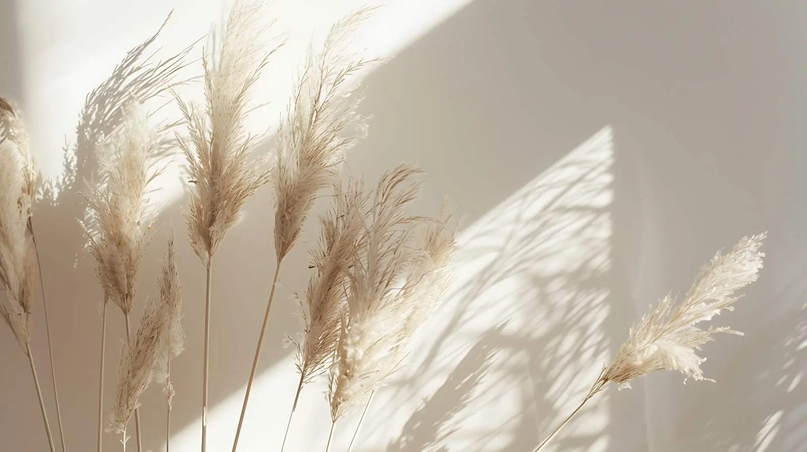 Dried Pampas Grass Bouquet with Wall Shadows — free download from Dotvec