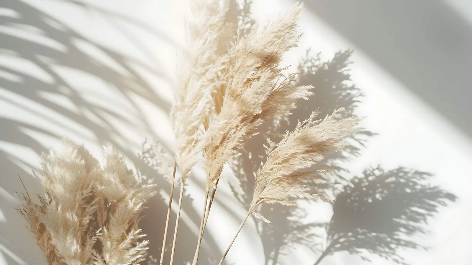 Elegant Dried Pampas Grass Bouquet with Shadows – free dried pampas grass image from Dotvec