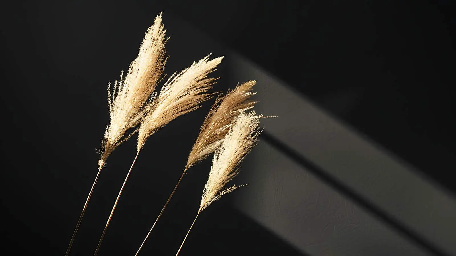Dried Pampas Grass Stems with Sunlight Shadows — free download from Dotvec