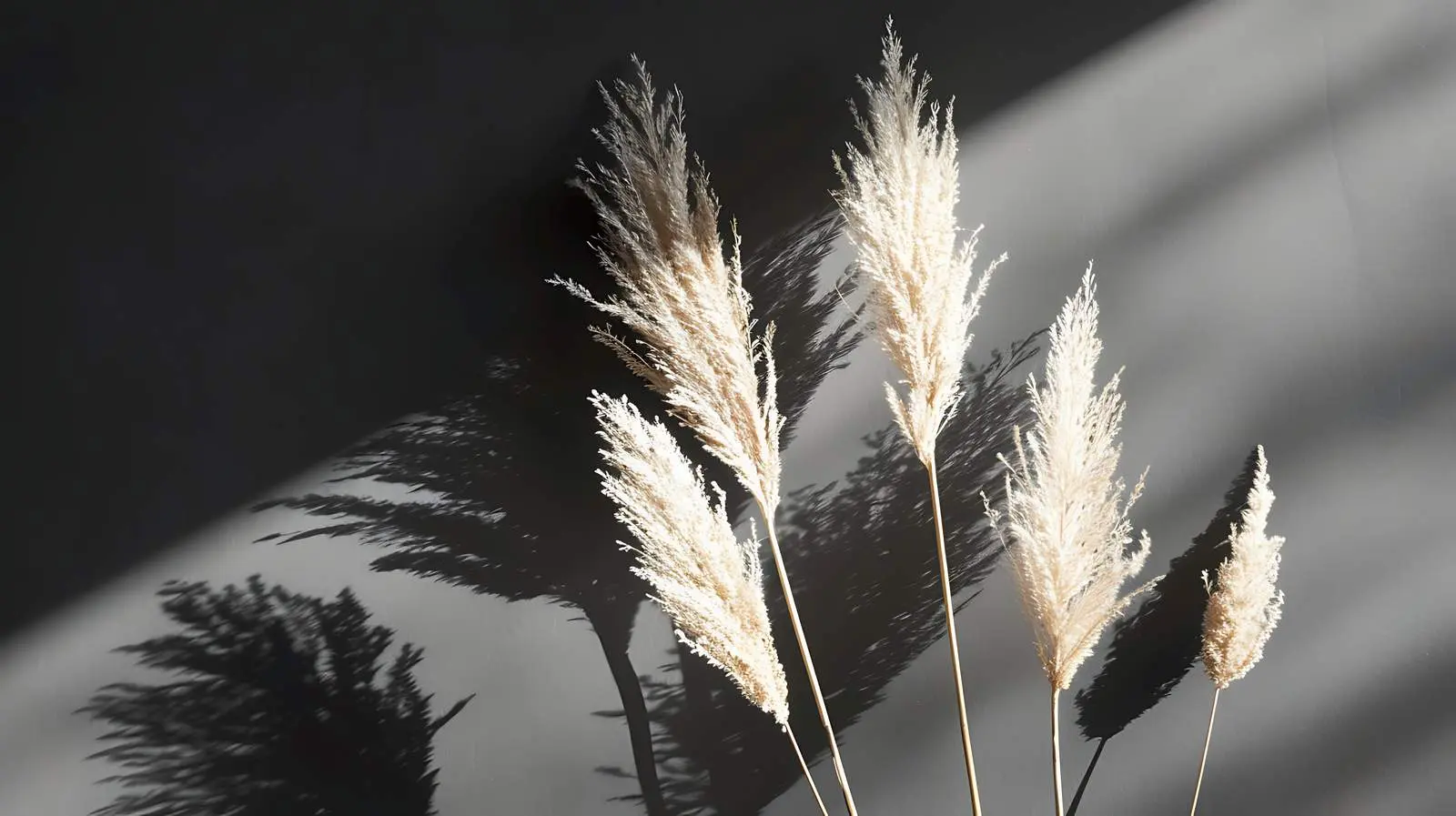 Dried Pampas Grass Stems with Sunlight Shadows — free download from Dotvec